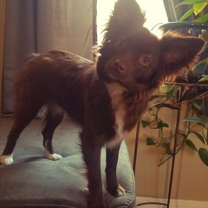 Fundraising Page: Kailee Groshans